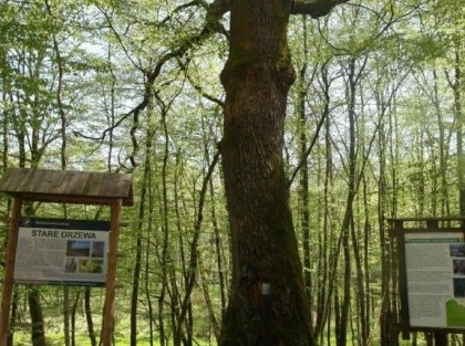 drzewo - pomnik przyrody obok tablice informacyjne