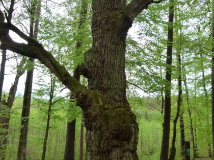 stare duże drzewo - pomnik przyrody