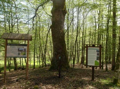 drzewo - pomnik przyrody obok tablice informacyjne