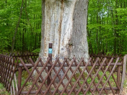 pomnik przyrody/drzewo zabezpieczony drewnianym brązowym płotkiem