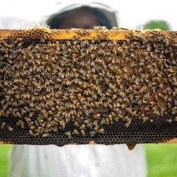 Uwaga rolnicy i pszczelarze!