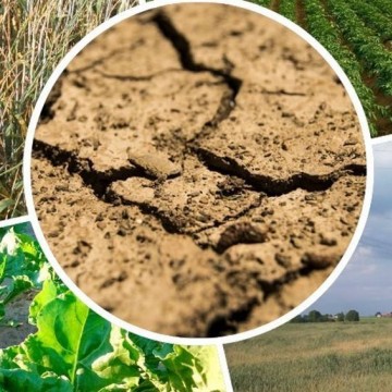 Apel o zgłaszanie do 20 lipca strat spowodowanych suszą